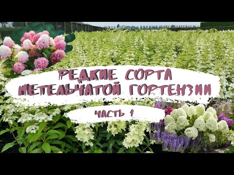 Видео: Редкие сорта метельчатой гортензии. Часть 1