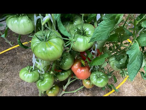 Видео: Дневник моих огородных дел. 29 июля 2025