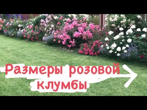 Видео: Размеры розовой клумбы! На каком расстоянии сажать розы⁉️ Подробно и просто