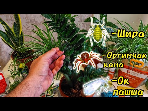 Видео: Хона гулларида ОК ПАШША, ШИРА ва ОРГИМЧАК КАНАНИ йук килишни ягона усули, 100% усул. КОЛГАНИ ЁЛГОН.