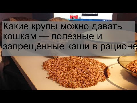 Видео: Какие крупы можно давать кошкам — полезные и запрещённые каши в рационе