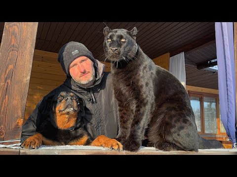 Видео: Прогулка с пантерой Луной пошла не по плану 🙈