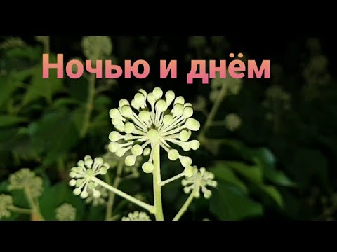 Видео: Прогулка ночью и днём. Майкоп 🌇 #727