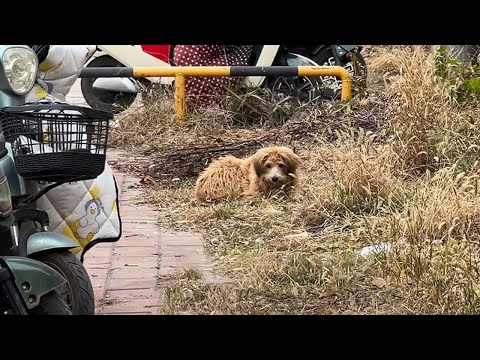 Видео: Хватит ждать, пойдем со мной домой! Твой хозяин не придет...