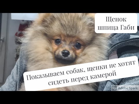 Видео: Показываем второго щенка нашего питомника! Две сестры, сравниваем характер.