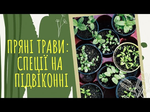 Видео: ПРЯНІ трави: СПЕЦЇ на ПІДВІКОННІ 🌿🍀 14 пряних ТРАВ, які можна виростити ВДОМА 🌿🍀 🎋