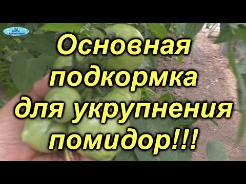 Видео: Томаты будут крупными, если провести эту подкормку!!!!