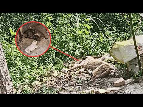 Видео: Собака-мать умерла, но голодные щенки всё ещё ждут, что она проснётся и накормит их...
