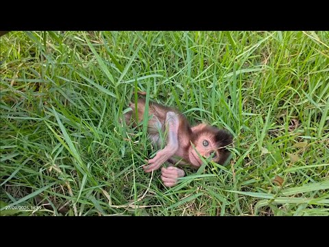 Видео: О НЕТ 😱 ЛИЛА МОЖЕТ СТОЯТЬ ТОЛЬКО ТАК. ЧТО НЕ ТАК С ЛИЛОЙ, ОБЕЗЬЯНОЙ?