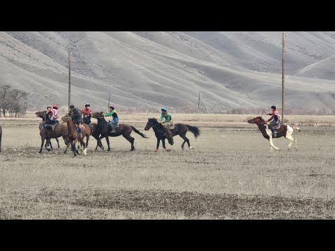 Видео: Кок -бору. Суусамыр 07.11.2024