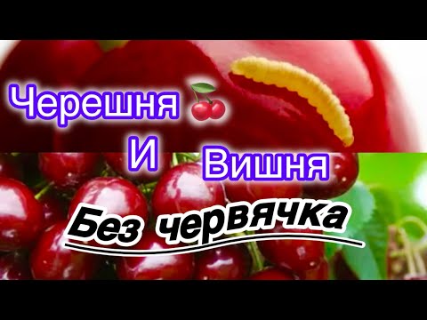 Видео: Червивая черешня.Что делать,как бороться.