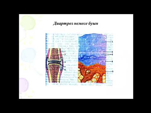 Видео: суставы 1  - Артросиндесмологияға кіріспе