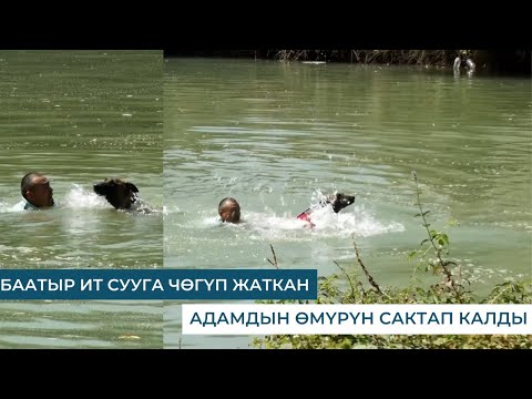 Видео: БААТЫР ИТ СУУГА ЧӨГҮП ЖАТКАН АДАМДЫН ӨМҮРҮН САКТАП КАЛДЫ