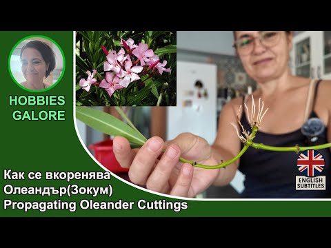 Видео: Вкореняване на Олеандър ( Зокум) резници . Propagating Oleander cuttings