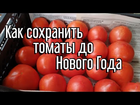 Видео: Как сохранить томаты до нового года?