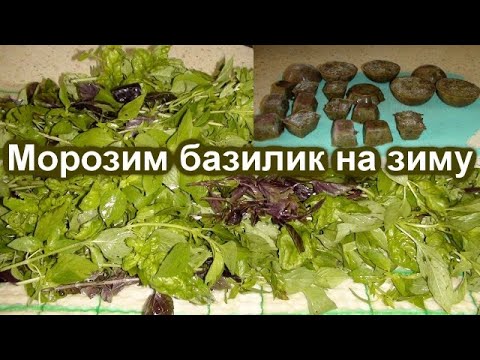 Видео: Заготовка из Базилика на зиму