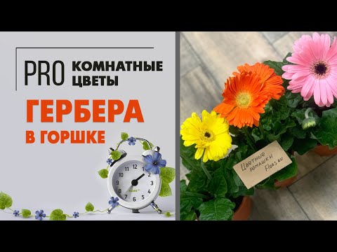 Видео: Гербера в горшке | Цветущие растения для дома и сада. Яркие, разноцветные, напоминающие ромашки