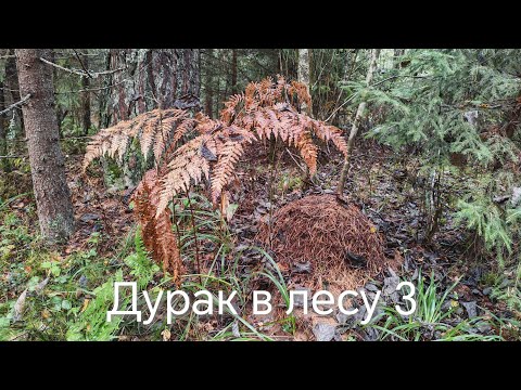 Видео: Дурак в лесу 3