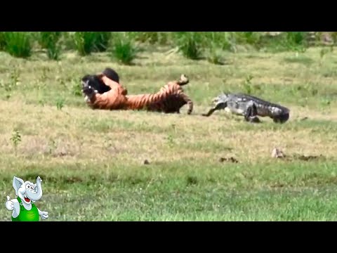 Видео: 10 Сумасшедших Битв Животных СНЯТЫХ НА КАМЕРУ / 5 часть