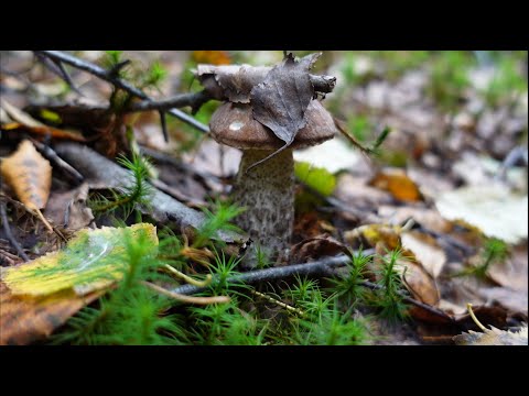 Видео: Грибная разведка 13 сентября 2022г. Всеволожский район