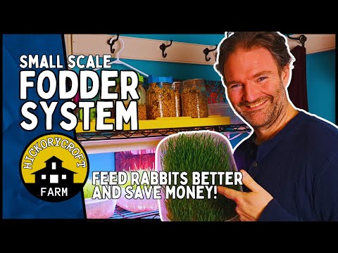 Видео: Небольшая система кормления кроликов: экономьте деньги, выращивая собственный корм для кроликов