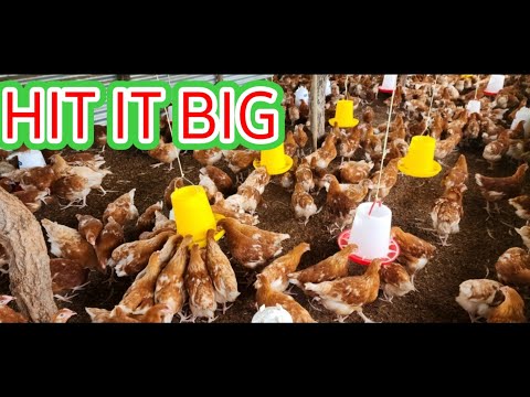 Видео: СЕКРЕТЫ УСПЕШНОГО ПТИЦЕВОДСТВА