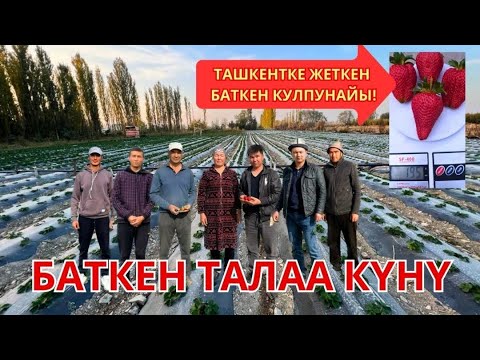 Видео: Баткен Талаа күнү, Ташкентке жеткен Баткен кулпунайы.