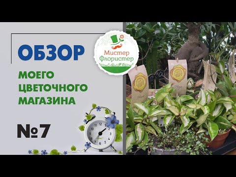 Видео: #7 Обзор цветочного магазина "Мистер Флористер". Комнатные растения в продаже