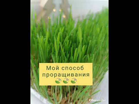 Видео: Мой способ проращивания🌱