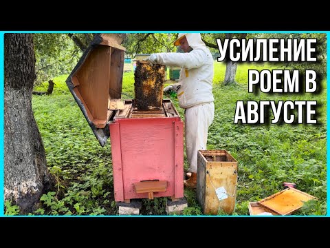 Видео: У нас только зацветает подсолнух. Рой зашёл в августе #пасека #пчелы #хочувдеревню