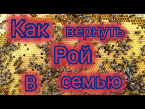 Видео: Как вернуть рой в семью 🐝
