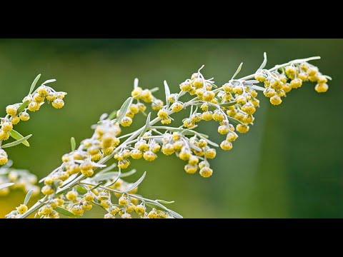 Видео: Ефективний препарат для збереження бджіл