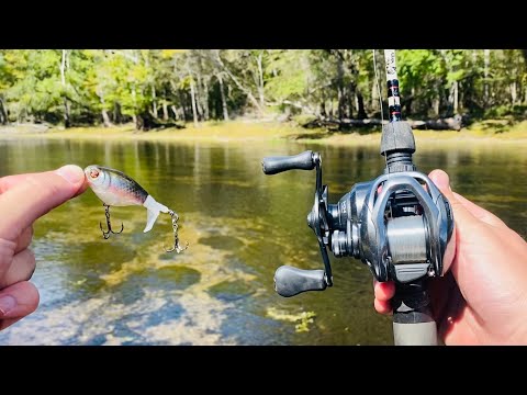 Видео: Эта река во Флориде ПОЛНА рыбы!!