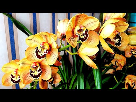 Видео: Первый цимбидиум зацвел