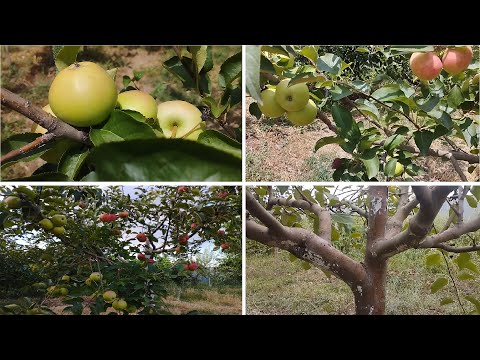 Видео: БІР АҒАШТА ҮШ ТҮРЛІ АЛМА ҚАЛАЙ ӨСІРУГЕ БОЛАДЫ. |Как вырастить три сорта яблонь на одной дереве #бақ