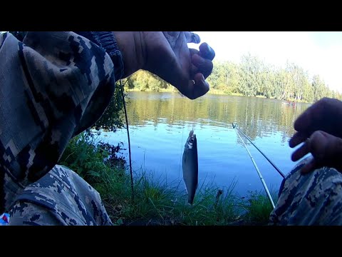 Видео: Рыбалка в Санкт-Петербурге на херабуну