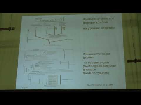 Видео: Кураков А. В. - Низшие растения. Микология - 1. Микология - наука о грибах