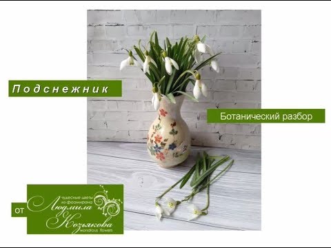 Видео: Подснежник, ботанический разбор.