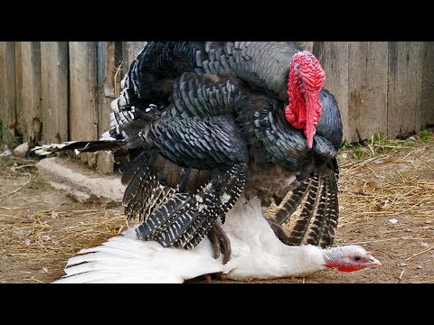 Видео: ИНДЮКИ В ДЕЛЕ! Огромные наглые птицы, которым закон не писан!