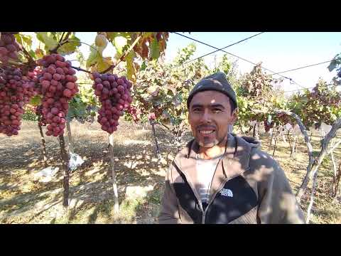 Видео: Олтиарикда энг кечки кишмиш ва машхур узумчини богидан интерьвю.