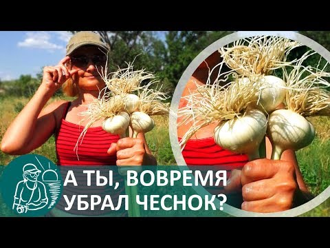 Видео: ☘ Как убирают чеснок Гордеевы: наш урожай и что будет, если опоздать с уборкой