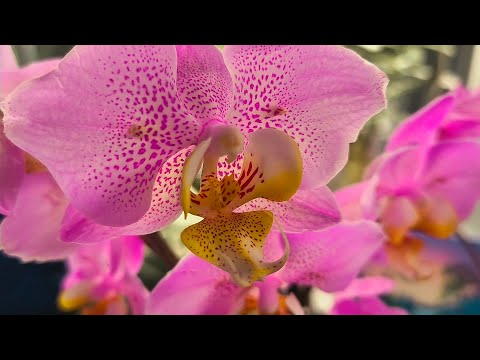 Видео: Мечта сбылась. Поймала невероятную бабочку 😍🦋🏵️