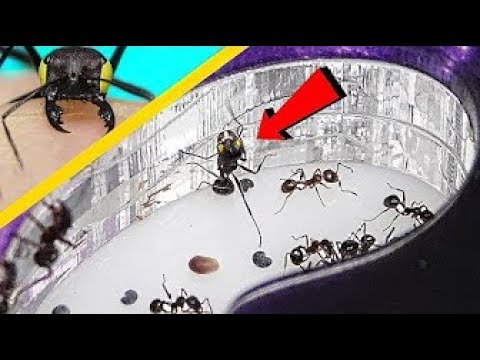 Видео: Зомби мравкa шокира колония