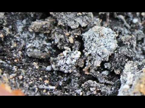 Видео: Плесень и высолы в рассаде. Опыт огородников.