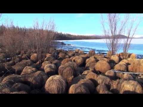 Видео: Часть 1 Перевал р.Хани - р.Читканда 2016г.