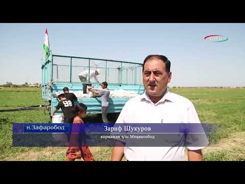 Видео: Огози чамъоварии "Тиллои сафед" дар нохияи Зафаробод.