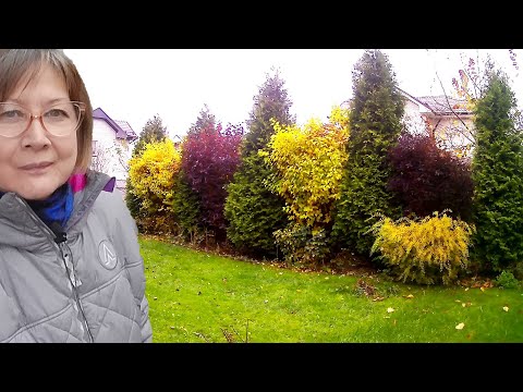 Видео: Живая изгородь 21 октября 2025 г. Ландшафтный дизайн Сад огород