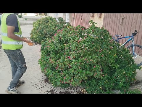 Видео: Никто не хотел стричь эту дрянь для этой доброй леди, поэтому я сделал это бесплатно.
