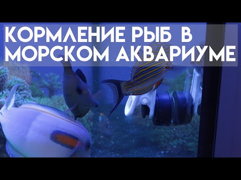 Видео: кормление рыб в морском аквариуме.