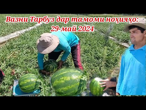 Видео: Вазни Тарбуз дар тамоми нохияхои Точикистон 2024